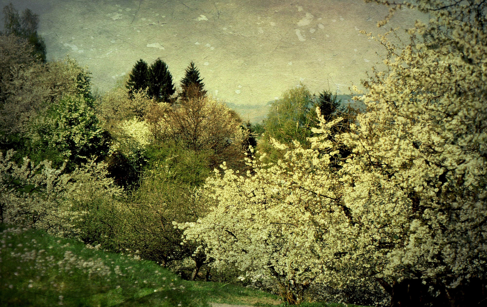 park, textura, Příroda, zahrada, jaro, natur, jardin, garten, printemps, Fruhling, textur, effecte, naturalezza, fabuleuse, roba66