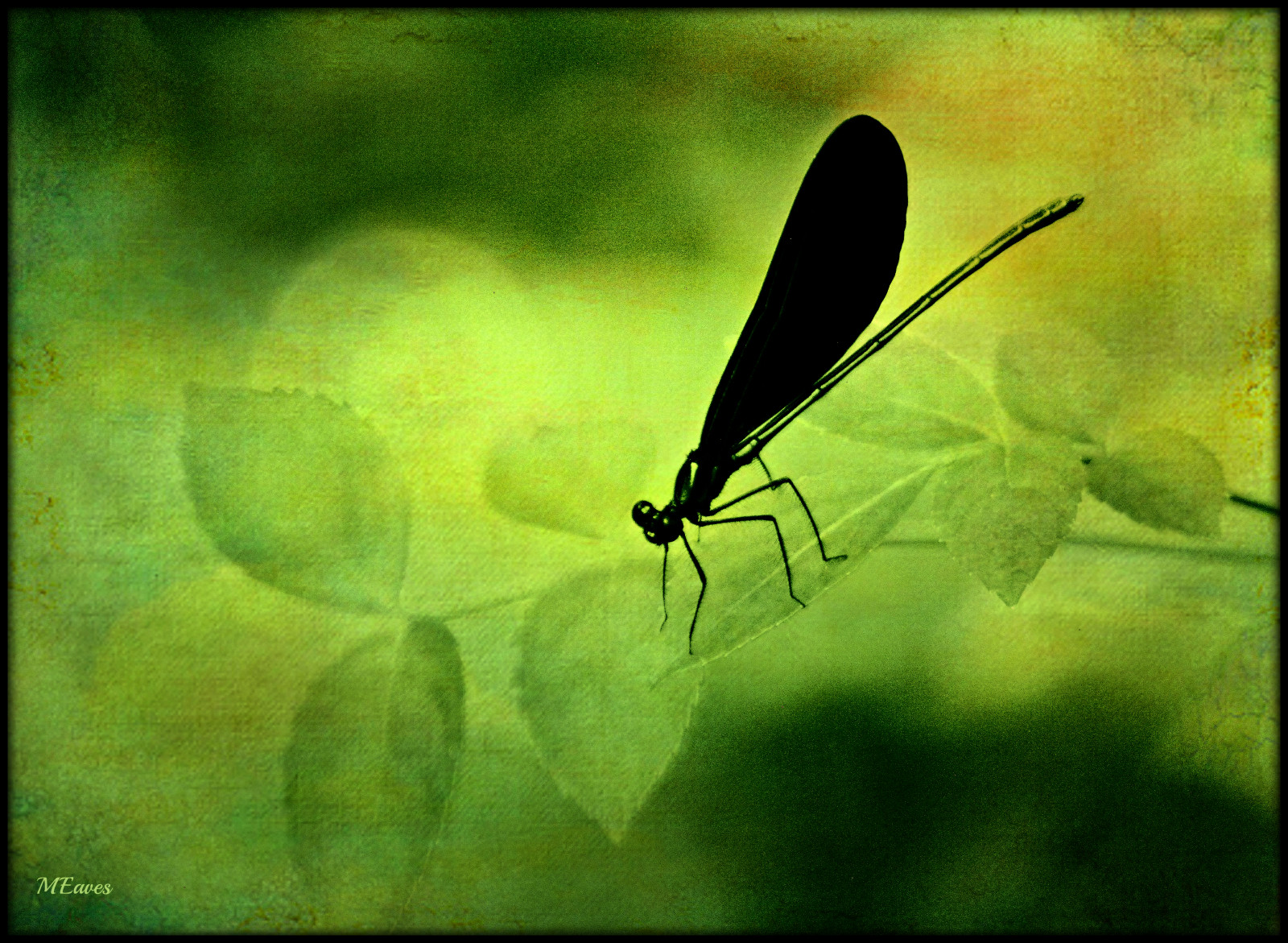 natur, insekt, insekt, guldsmed, tonet, damselfly, tekstureret, odonata, K20D, pentaxk20d, pentaxart