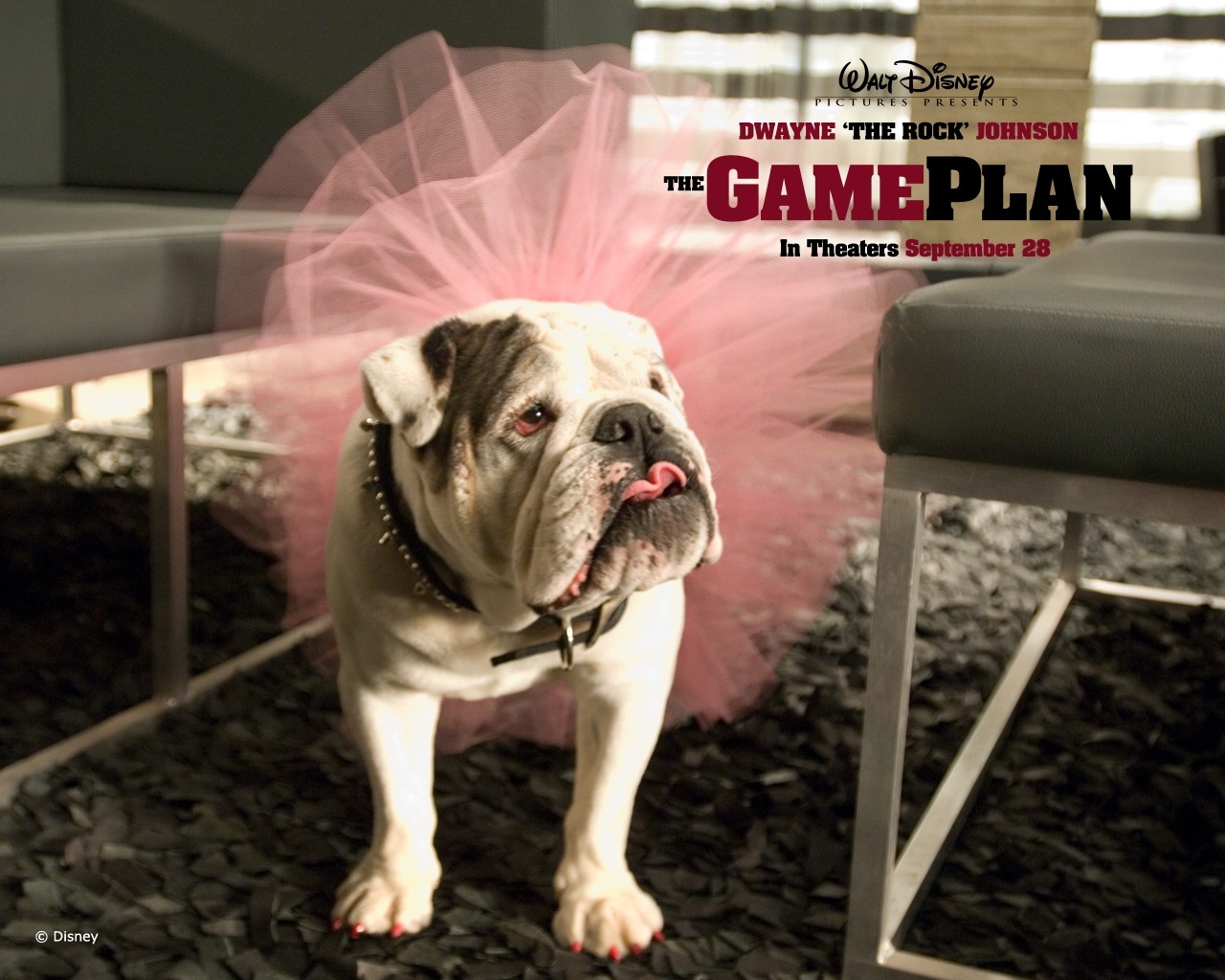 Wallpaper game plan, dog, funny 1280x1024 wallpaperUp 1062247