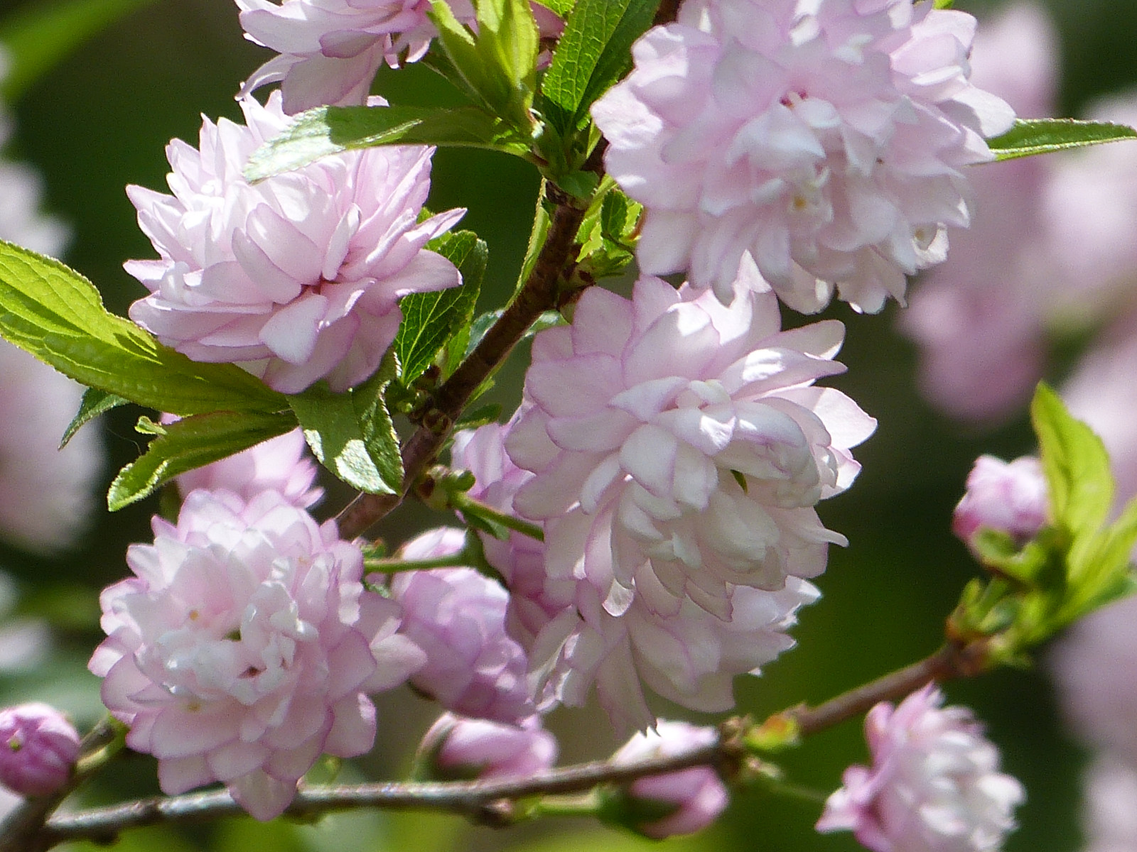květiny, Příroda, větev, Třešňový květ, křoví, květ, jaro, květ, rostlina, zahrada, Nová Anglie, větvička, kvetoucí rostlina, keř, polokeř, prunus, bylina