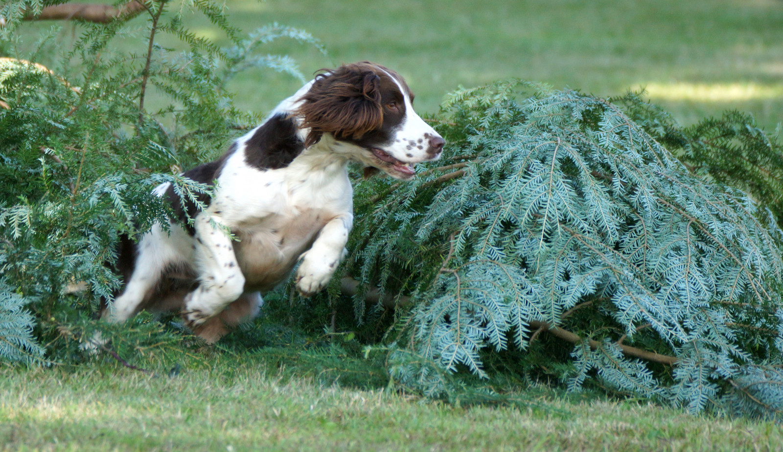 UK, hund, forår, hoppe, hoppe, bevægelse, handling, juli, Hampshire, demonstration, dække over, spaniel, Midt i luften, jagthund, rødmen, stevemaskell, 2014, Hants, newforestshow, mullenscotegundogs
