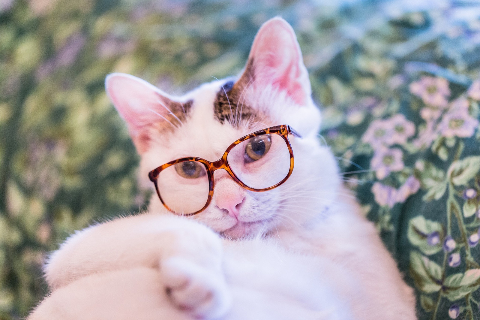 Wallpaper animals, glasses, nose, whiskers, skin, pet, kitten