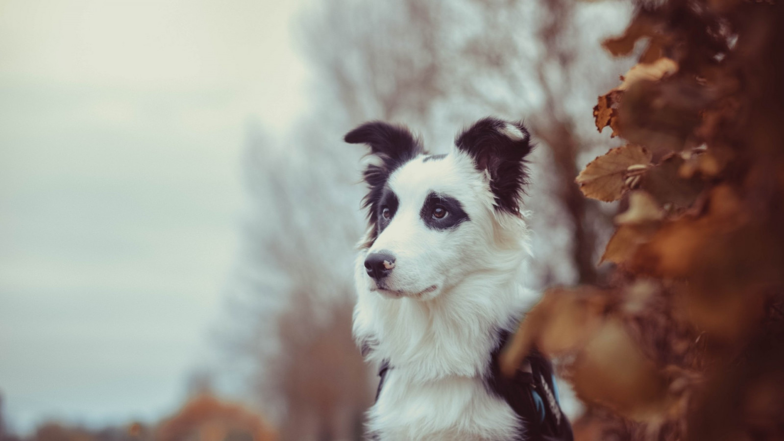 동물, 개, 보더 콜리, 오스트레일리아 양치기, 강아지, 포유 동물, 1920x1080px, 척골가 있는, 닫다, 포유 동물처럼 개