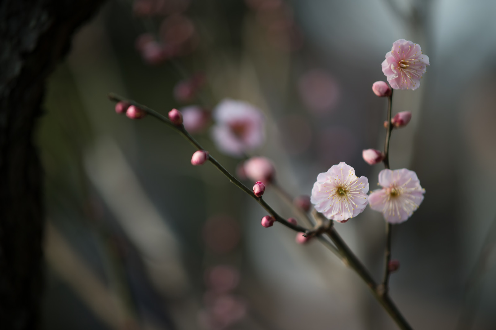 Japonsko, fotografování, větev, Třešňový květ, Nikon, květ, jaro, Tokio, jp, NIKKOR, list, květ, rostlina, sezóna, UME, flóra, okvětní lístek, afs105mmf14eed, afsnikkor105mmf14eed, df, ikegamibaien, Ikegami, japaneseapricot, větvička, vyrobit, botanika, zblízka, makro fotografie, závod stonek