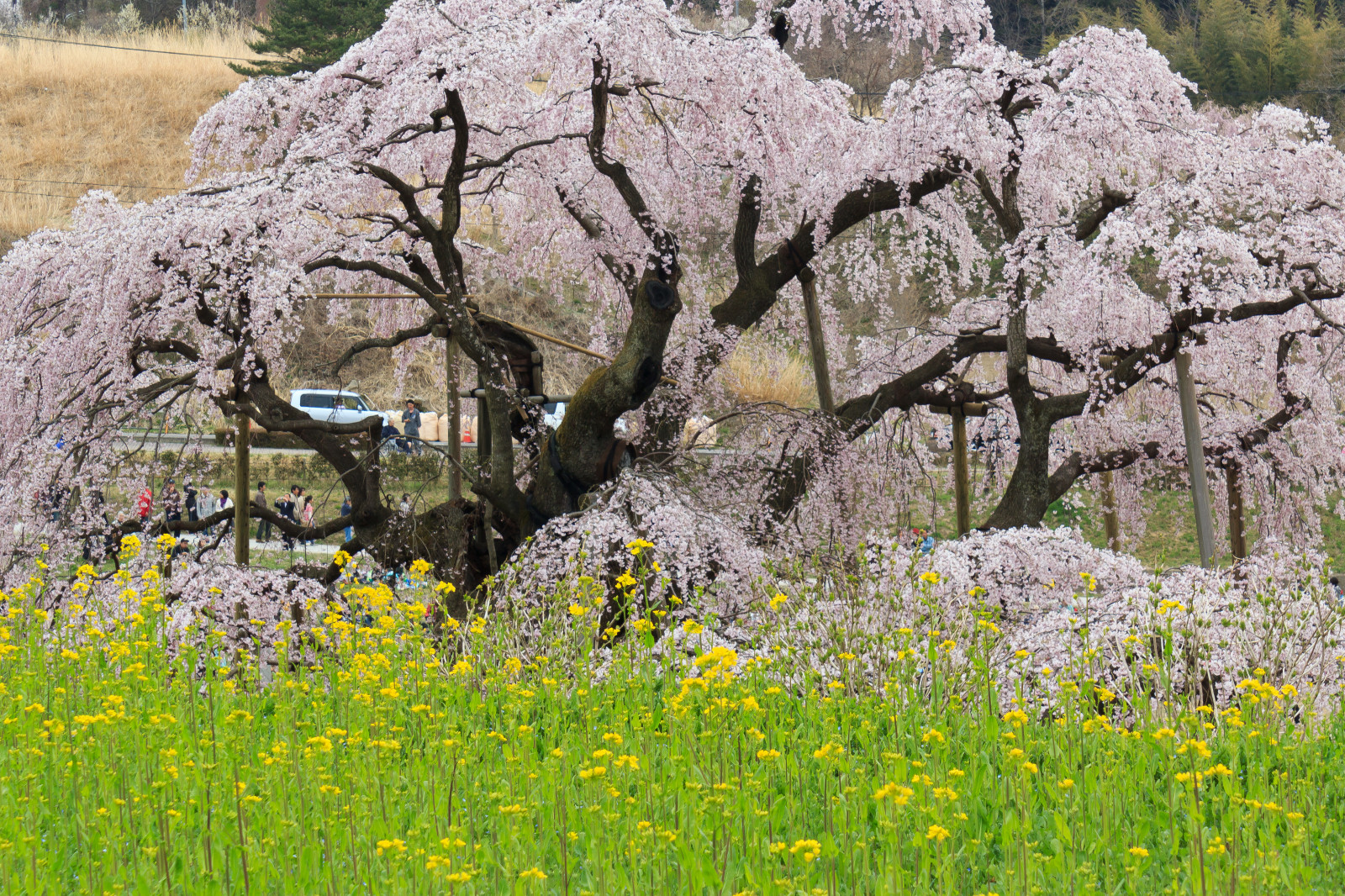Japonsko, Třešňový květ, Fukushima, Miharu