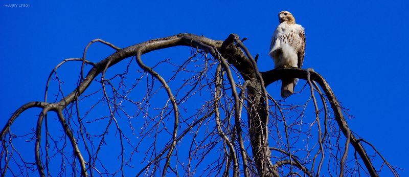 羽毛,树,鹰,分支机构,打鸟,猛禽