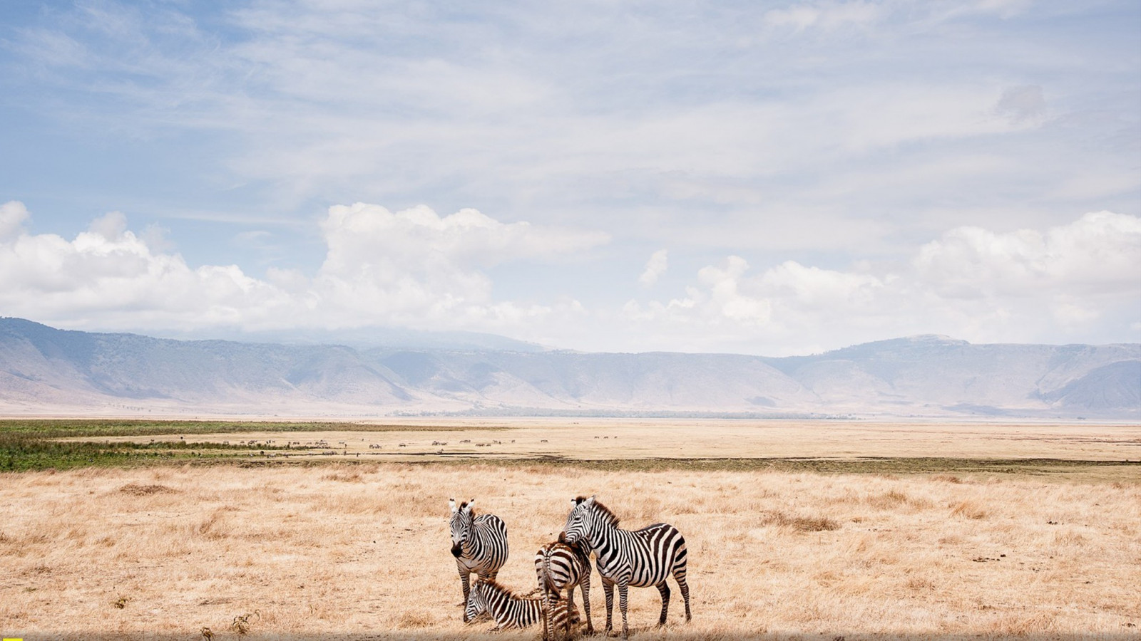 krajina, zvěř, písek, pole, poušť, divočina, zebry, národní geografie, plošina, step, lučina, Safari, prostý, prérie, venkov, přírodní prostředí, ekosystém, savana, badlands, Liparské landform, ekoregion