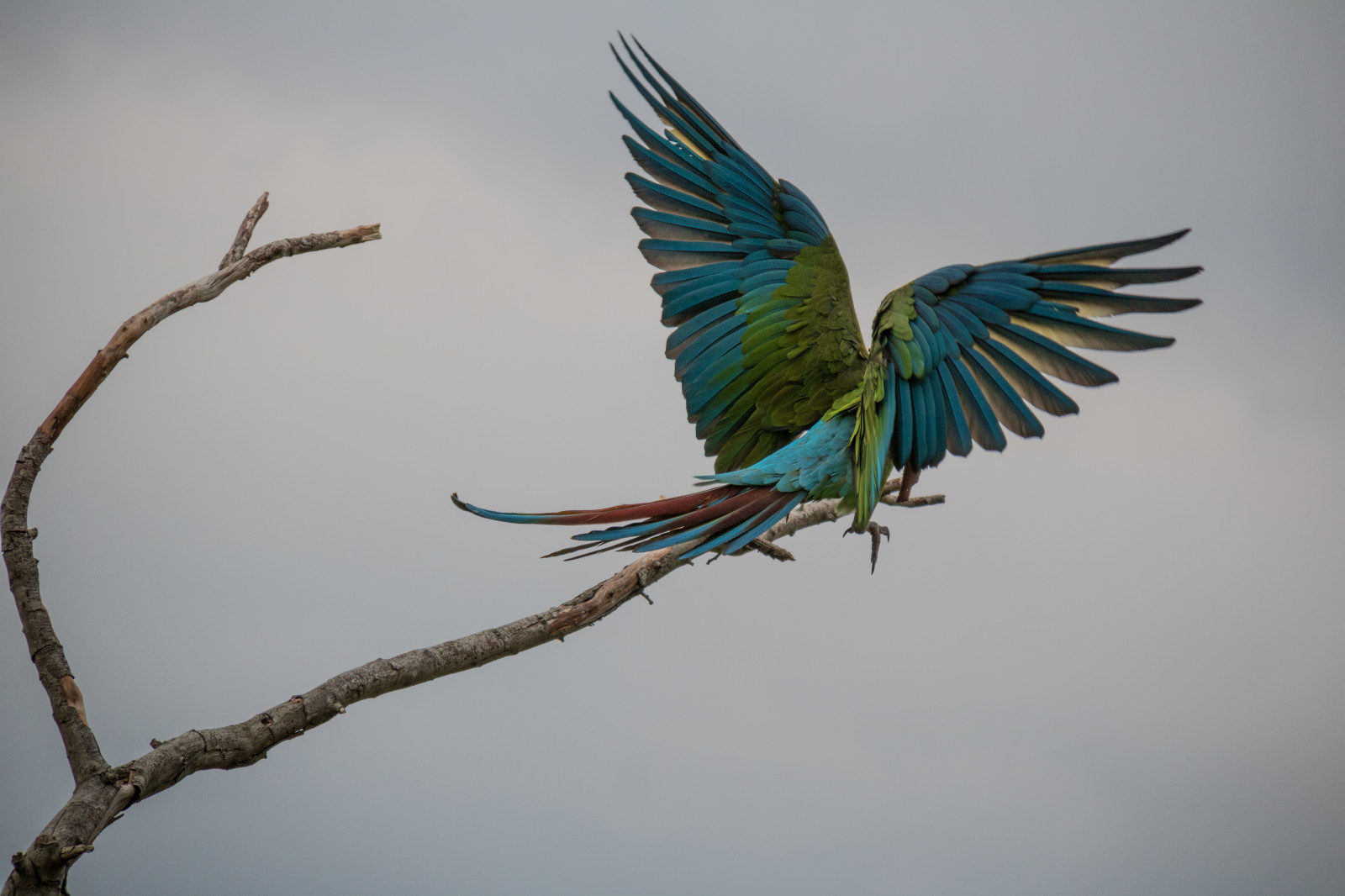 Parrots Denmark Wallpaper : parrot, branch, blue, Denmark, beak, danmark, f gel, macaw ...