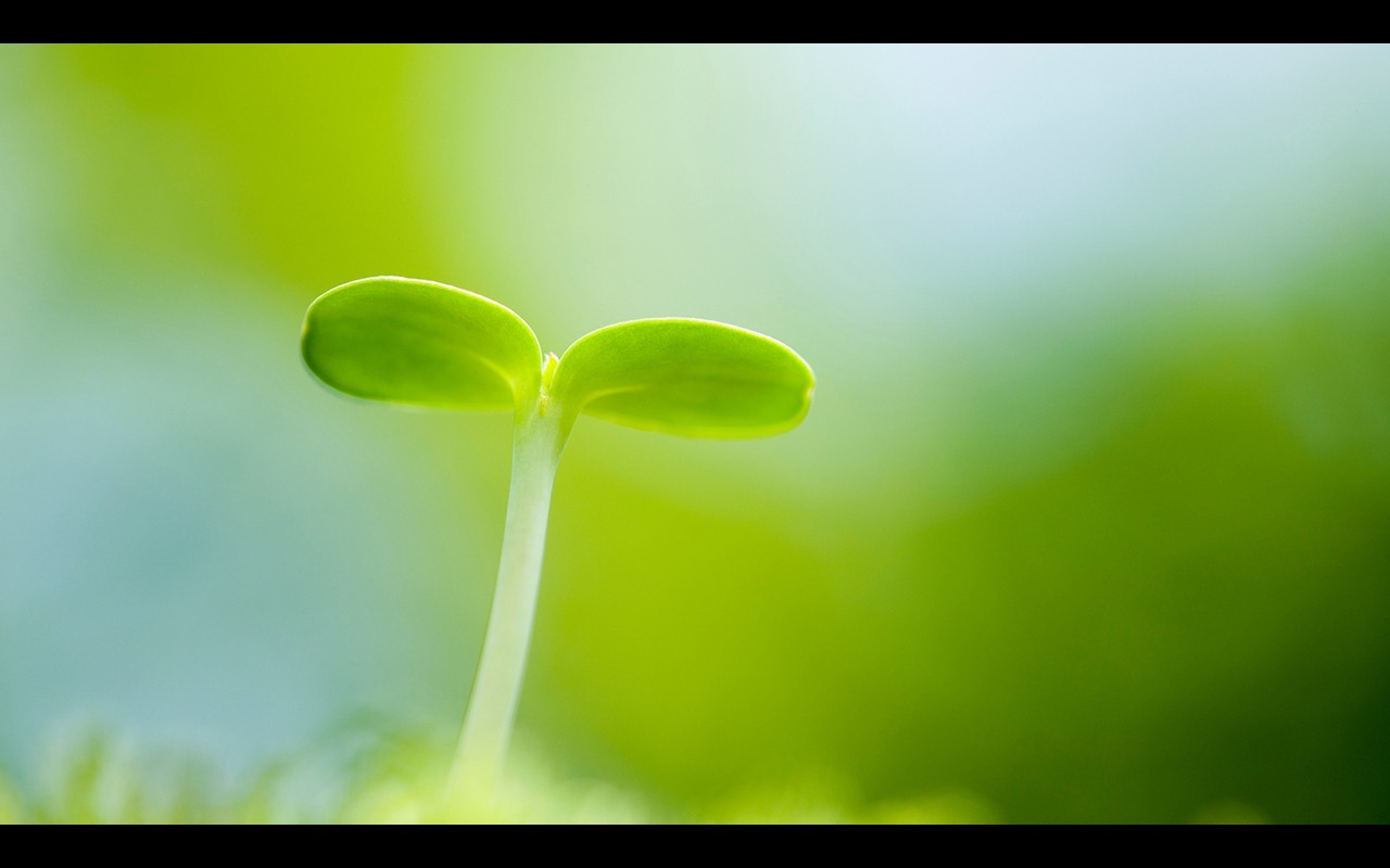 sollys, græs, planter, fotografering, makro, grøn, gul, blad, blomst, plante, flora, kronblad, 1280x800 px, computer tapet, tæt på, makrofotografering, stængelplante