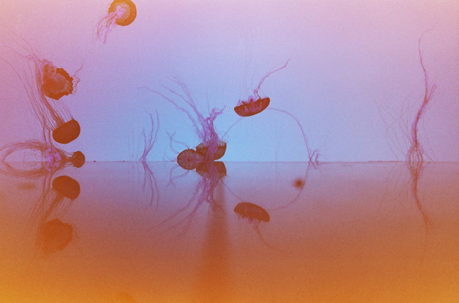 gammel, himmel, symmetri, berolige, morgen, spejl, undervands-, vandmand, akvarium, skud, 100, mig, etage, interessant, Ricoh, 2, med, udløbet, til, prøve, FUJICOLOR, computer tapet, makrofotografering, stadig liv fotografering, Afslut, nogle, Reala, mærker, fange, psykologisk, blækklat, gr1s, årti, minder