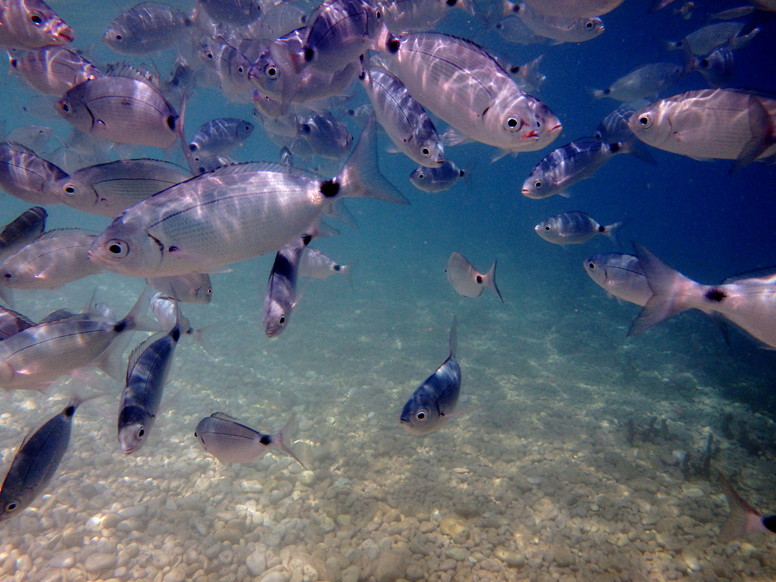 Wallpaper Sea Fish Underwater Bream Ionian 4608x3456 757846 