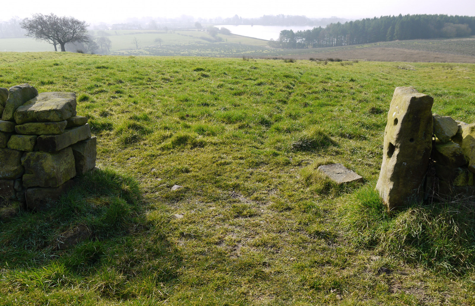 Fondos de pantalla : Árboles, paisaje, bosque, citar, colina, césped