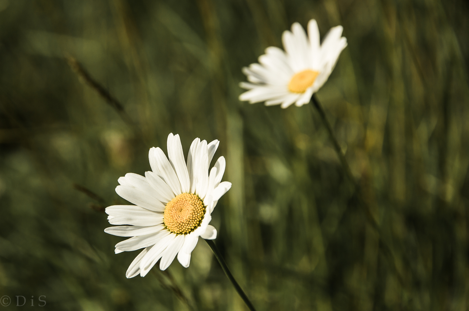 été, fleur, Canon, Suède, Marguerite, Blomma, Sverige, Sommar, Ang, 60d, canon1585mmisusm