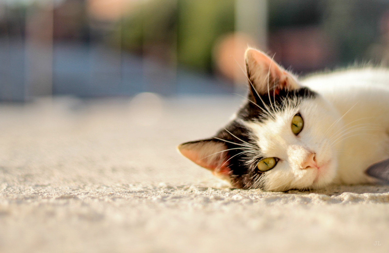 kočka, kníry, 50mm, kočky, kotě, fauna, savec, kočka jako savci, čenich, malé až středně velké kočky, 50mm18, domácí krátké vlasy kočka, catlovers, canont3, 50mm12, yelloweyes, cateyes, lovecat, Canoneosdigital, Blueeyescat, Štěně, Canont350mm18, aegean cat