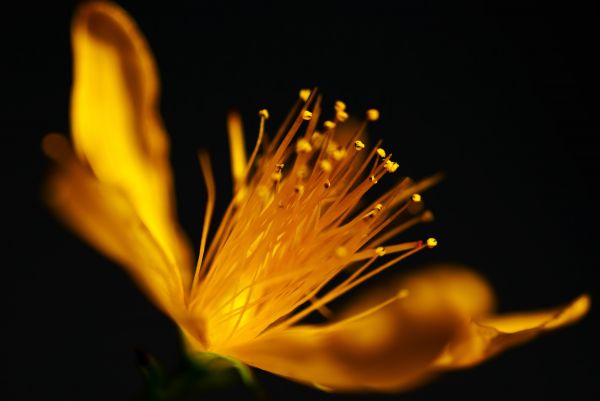 flower,macro,petals