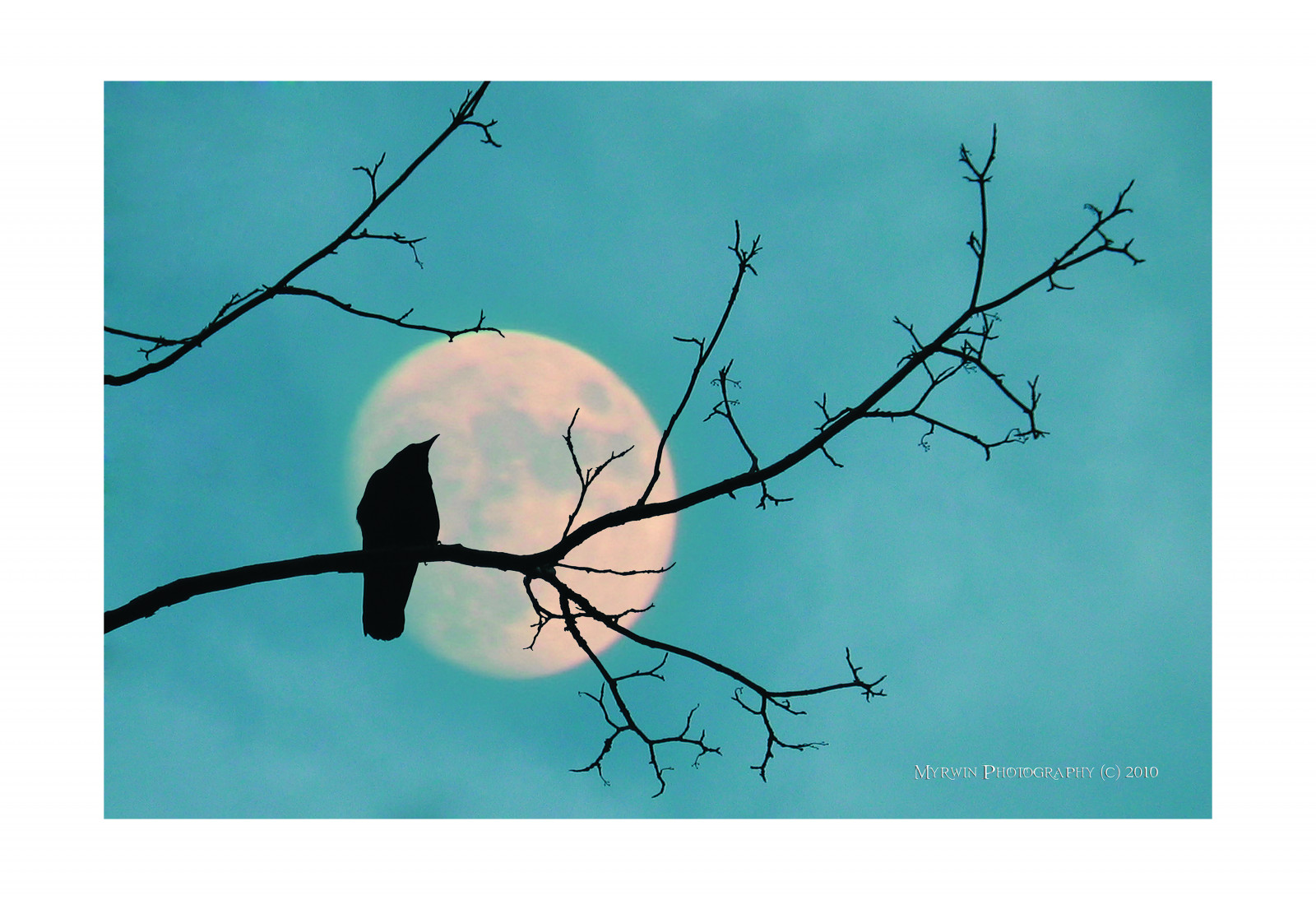 disegno, illustrazione, silhouette, ramo, Luna, corvo, fiore, Esplorare, sunshinecoast, schizzo, British Columbia, arte Moderna, penderharbour, madeirapark