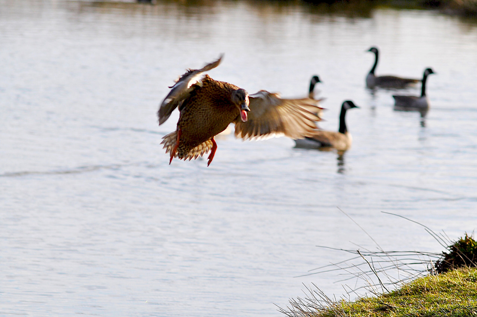 Wallpaper : bird, nature, birds, duck, pond, Nikon, wildlife, ducks