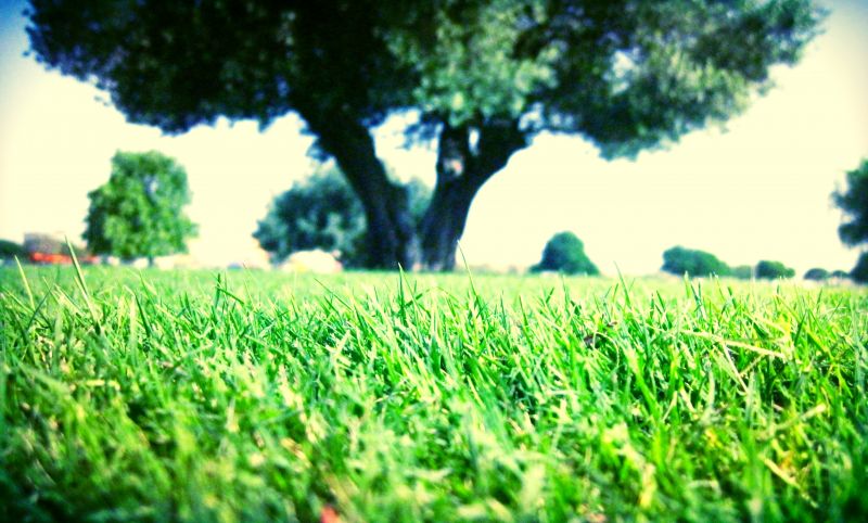 verde,Terra,pianeta,ambiente