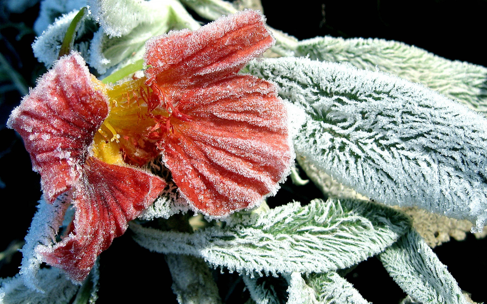 löv, snö, vinter-, Frost, vår, rimfrost, blad, blomma, växt, flora, kronblad, fibrer, närbild, fångenskap