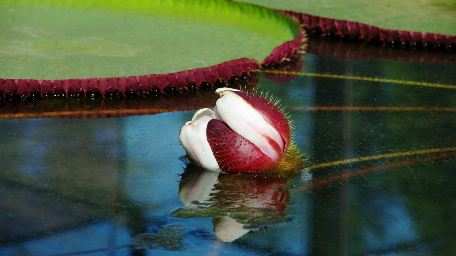 vand, afspejling, Adelaide, blad, plante, flora, botanicgarden, makrofotografering, amazonwaterlily