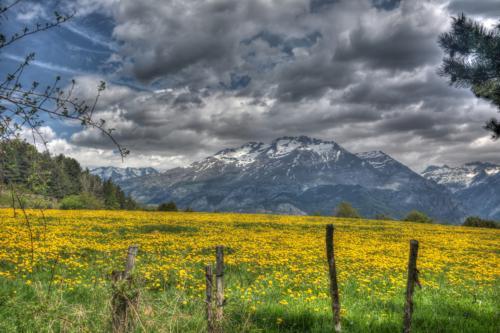 luce del sole, paesaggio, collina, natura, erba, cielo, campo, mattina, orizzonte, valle, natura selvaggia, altopiano, colza, 2014, nube, albero, autunno, montagna, fiore, prateria, pianta, prato, pianura, Fiore di campo, prateria, area rurale, habitat, ambiente naturale, fenomeno atmosferico, morfologie montane, caratteristica geografica, ecosistema, catena montuosa, brassica, pirineo, mayo, Aragones, Piedrafita