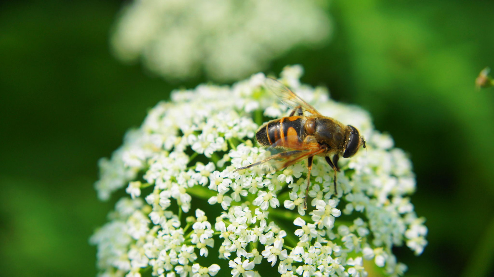 profondità di campo, fiori, natura, fotografia, macro, insetto, verde, fiori bianchi, polline, fiorire, api, Ape, fiore, pianta, flora, prato, fauna, Fiore di campo, botanica, avvicinamento, fotografia macro, invertebrato, membrana insetto alato, nettare, Ape