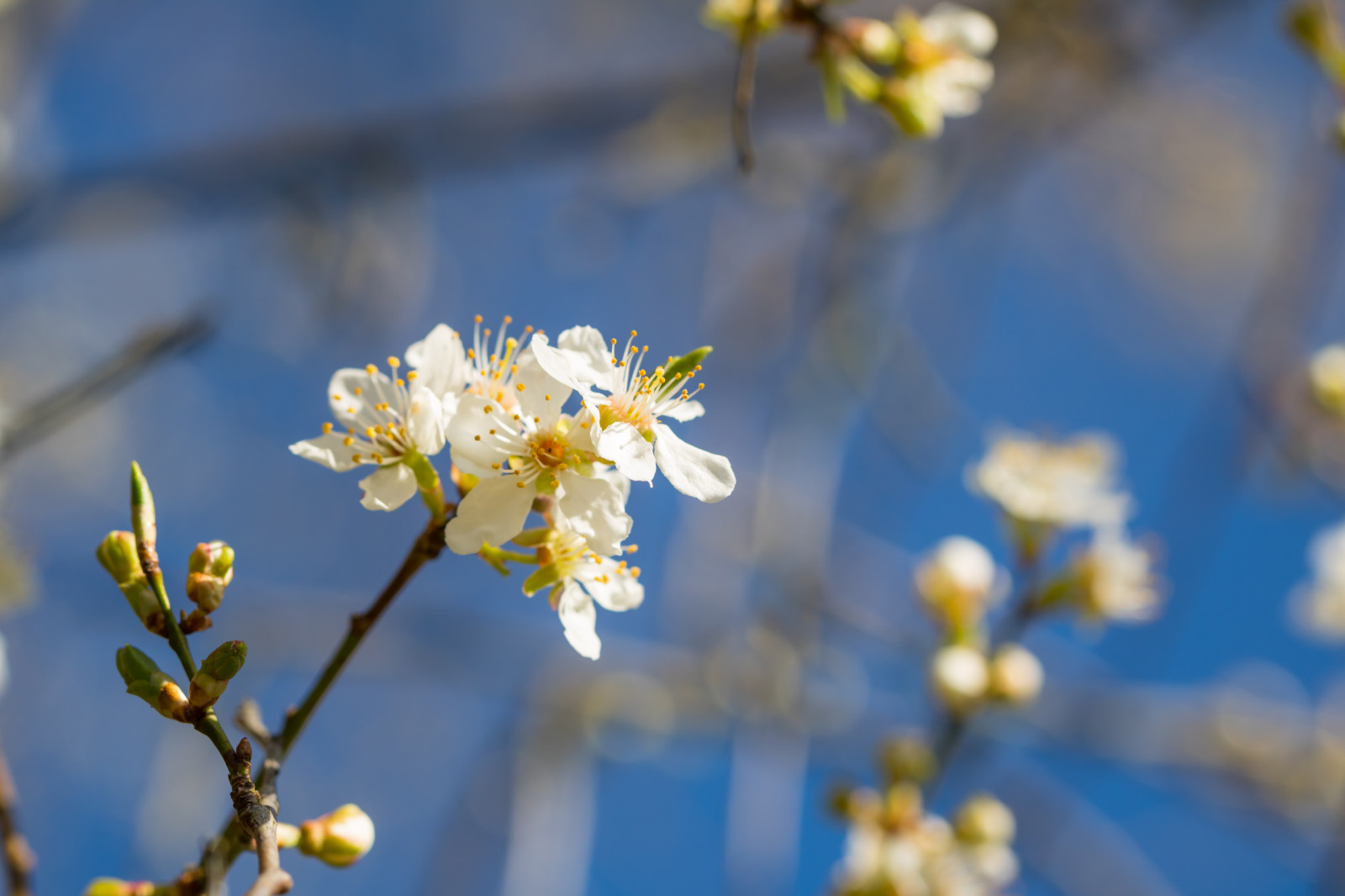 slunečnímu záření, bílý, jídlo, Příroda, větev, ovoce, žlutý, květ, jaro, strom, list, květ, rostlina, sezóna, Třešňový květ, flóra, Blomma, v r, jaro, Alnarp, okvětní lístek, vit, k RSB rsblom, divoká rostlina, vyrobit, botanika, suchozemská rostlina, kvetoucí rostlina, zblízka, makro fotografie