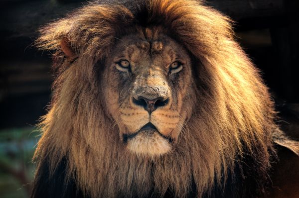 muzzle,predator,lion,mane