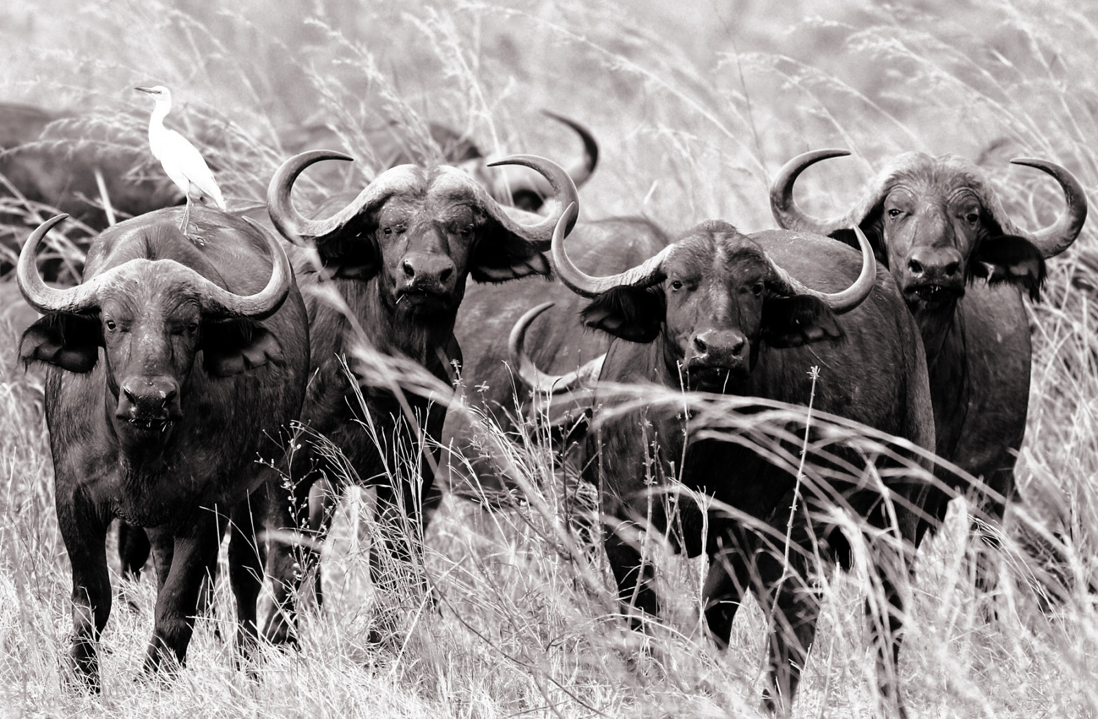 animali, monocromo, natura, natura, Africa, Toro, Zambia, 2014, bianco e nero, animale, viaggio, bw, natur, SW, mandria, 6d, NGC, mammifero, npc, canoneos6d, afrika, reisen, corno, anymotion, tiere, bianco e nero, fotografia in bianco e nero, bestiame come mammifero, bue, famiglia capra mucca, cattleegret, Sambia, synceruscaffer, africanbuffalo, kuhreiher, FFEL afrikanischerb, northluangwanationalpark, Bufalo d'acqua