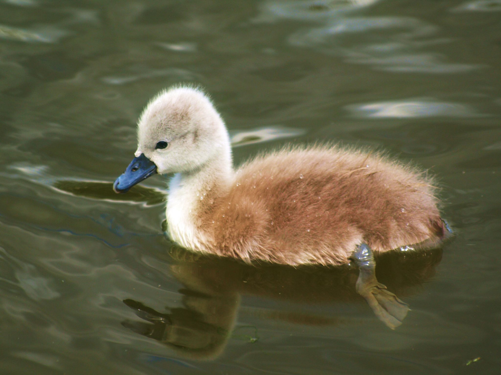 parco, bianca, uccello, natura, bellezza, animale, Germania, deutschland, cigno, stagno, natur, giovane, soffice, waterbird, NRW, Teich, schwan, Dolcemente, fila, Vogel, Wurm, Wasservogel, naturesfinest, Putzig, alemagne, Lifeasiseeit, Geilenkirchen, Hobbyphotograph, mywinners, platinumphoto, Alemagnia, diamondclassphotographer, flickrdiamond, theunforgettablepictures, betterthangood, goldwildlife, Wurmauenpark, Andreasfucke