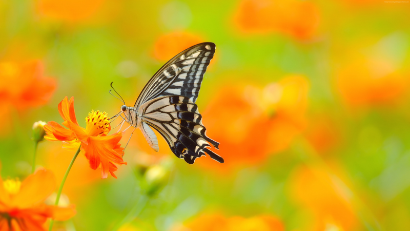 zvěř, květiny, makro, motýl, Příroda, fotografování zvěř, květiny, makro, motýl, Příroda, fotografování
