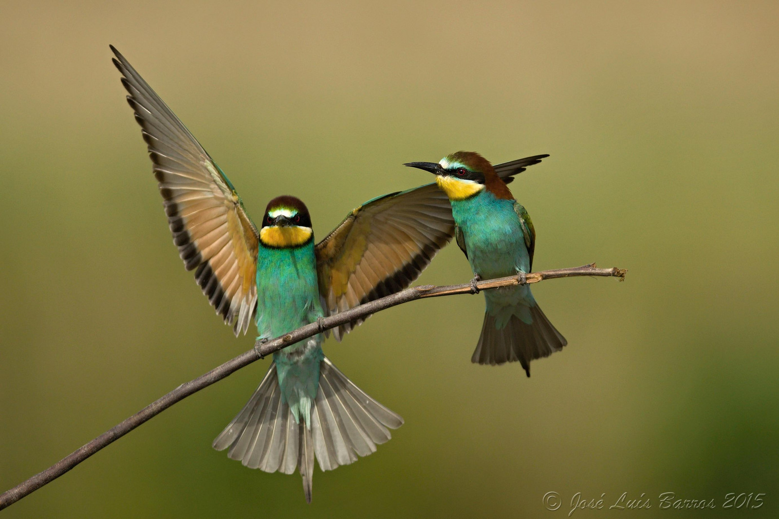 ptactvo, zvěř, Příroda, křídla, peří, větev, Volně žijících živočichů, zobák, Portugalsko, fullframe, pták, pozorování ptáků, kolibřík, křídlo, ngc, natureza, fauna, ptáček, Aves, ptáčník, vidaselvagem, influenza, prohlížení pták, obratlovců, CORACIIFORMES, biodiverzita, ornitologie, ornitologie, avifauna, animais, birdphotographer, vlhovití, canoneos1dx, abelharuco, meropsapiaster, abelheiro, barranqueiro, bilher s, melharuco, papaabelhas, Alcochete, avesemliberdade, birdsinfreedom, canonef400mmf28lisiiusm, josbar, jos lu sbarros, birdphotographing, nocaptivitybirds, freebirds, faunaportuguesa, faunaib rica, iberianbirds, ornitologia, vidaanimal, Penas, portuguesebirds, birdsinportugal, avesemportugal, avesdeportugal, asas, observa odeaves, fotografiadeaves, fotografiadenatureza, naturephotographing, observadordeaves, FOT grafodeaves, fot grafodenatureza, naturephotographer, dodo, ornit filo, birdinginthewild, avianphotography, biodiversidade, včelí jedlík