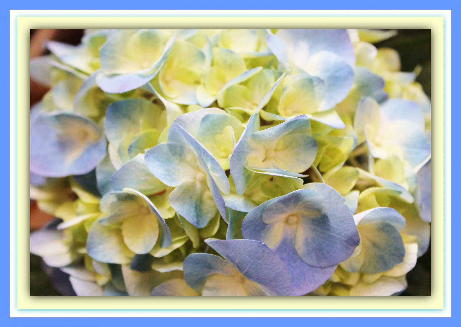 květiny, rostlina, Ontario, Kanada, makro, Krásná, Lístky, dosti, dof, nádherný, Ottawa, podrobnosti, květy, štěstí, čerstvý, rám, půvabný, fiori, báječný, choulostivý, rozradostněný, hortenzie, lahodný, Bluecream, bello, bellissimo, vigilantphotographersunite, Hydrangeapuff