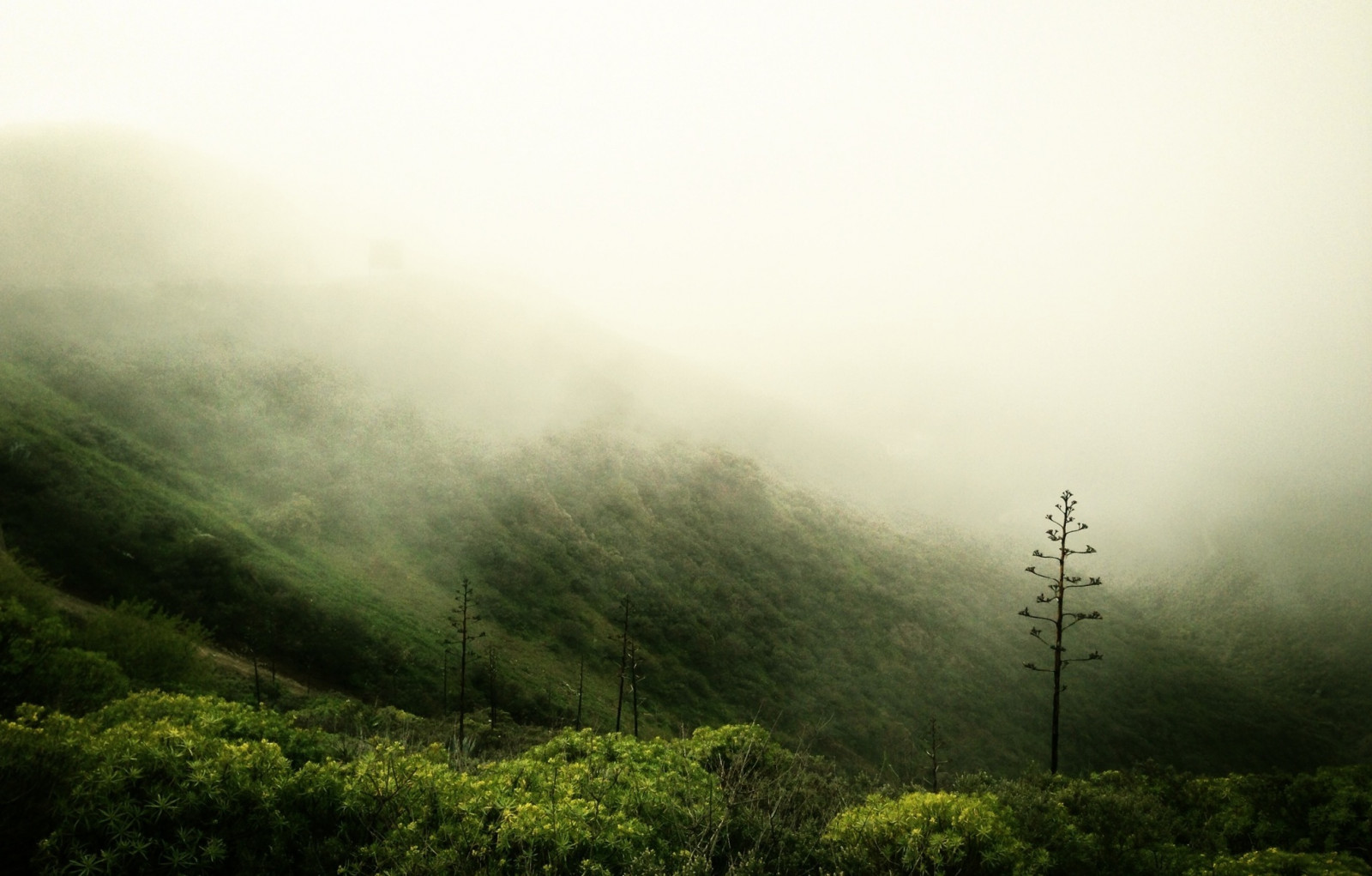 dřevo, mlha, hora, Gran Canaria, mobilní, pohybliví, mlha, mraky, les, ostrov, Španělsko, Nebel, telefon, perspektivní, mraky, Canarias, Insel, espana, Sascha, kanárek, serra, Wald, Kanárské ostrovy, Isla, Pinar, Španělsko, perspektiva, Gebirge, iPhone, Tejeda, Unger, kanarischeinseln, Cruzdetejeda, sanbartolome, iphoneografie, iphoneografie, sascha2010, saschaunger