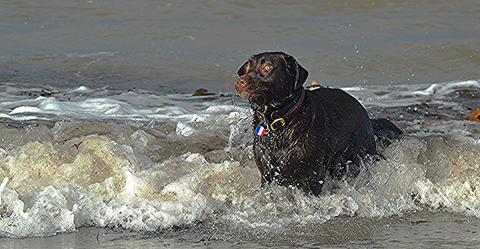 Wallpaper sea, water, shore, beach, waves, Sun, wet, chocolate, salt