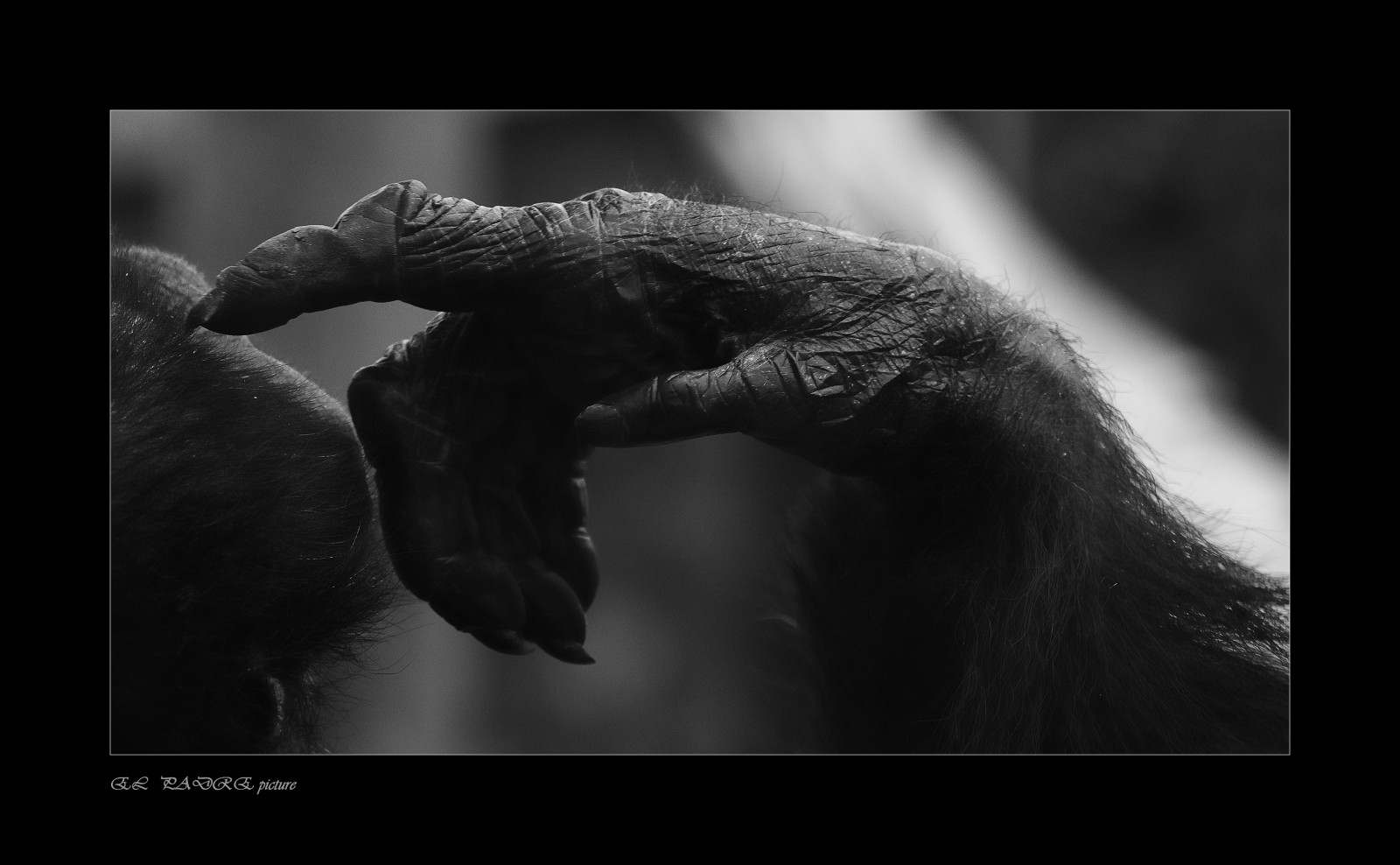 Černá, Černý a bílý, monochromatické fotografování, tma, fotografování, atmosféra, černobílý, jev, Volně žijících živočichů, čenich, zobák, stock photography, půlnoc