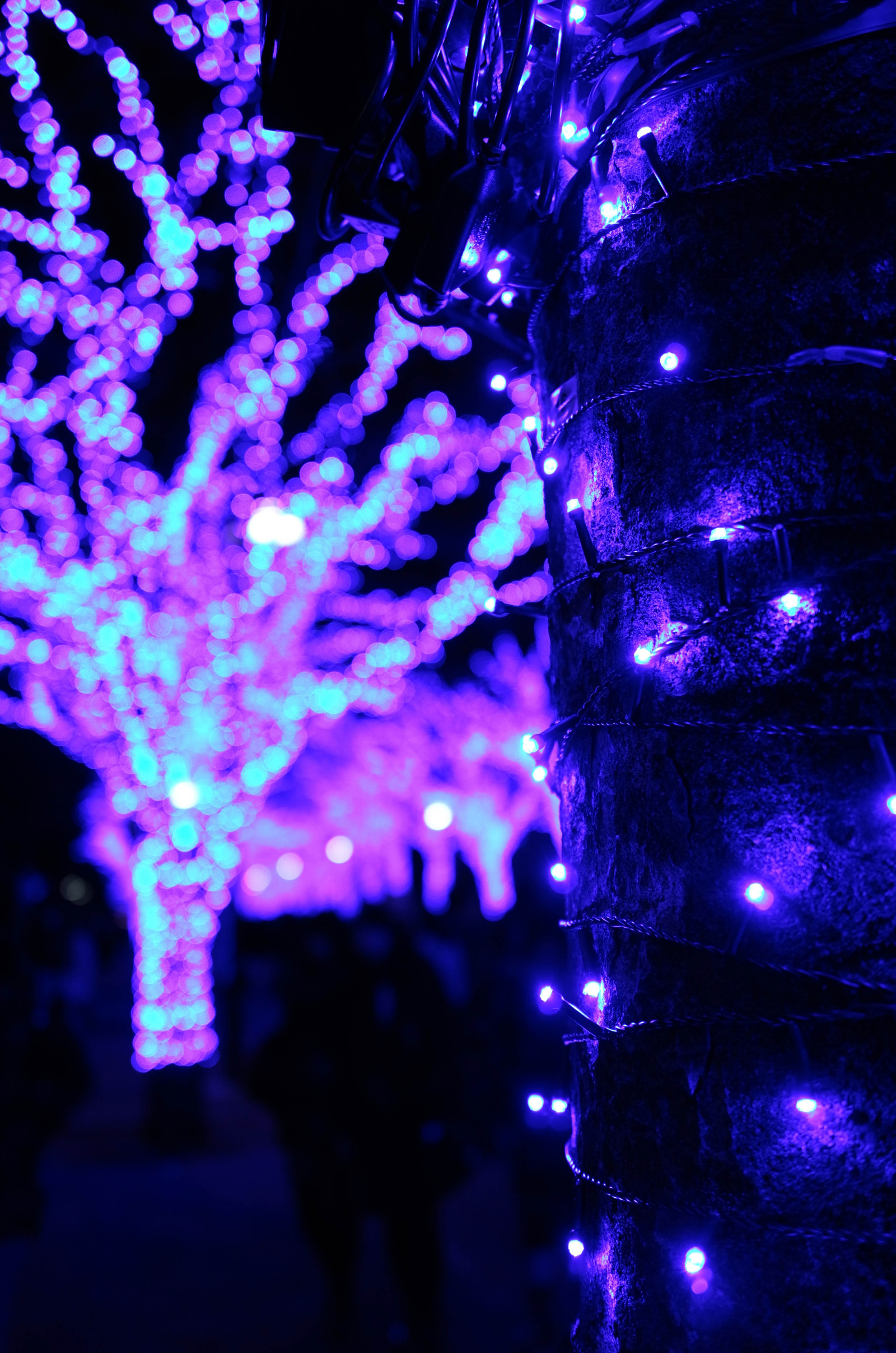 Japonsko, noc, ohňostroj, modrý, Vánoční osvětlení, Leica, Tokio, Yoyogi, jp, světlo, květ, osvětlené, osvětlení, T, leicat, summicront235, Summicron, t235, bluecave, yoyogipark