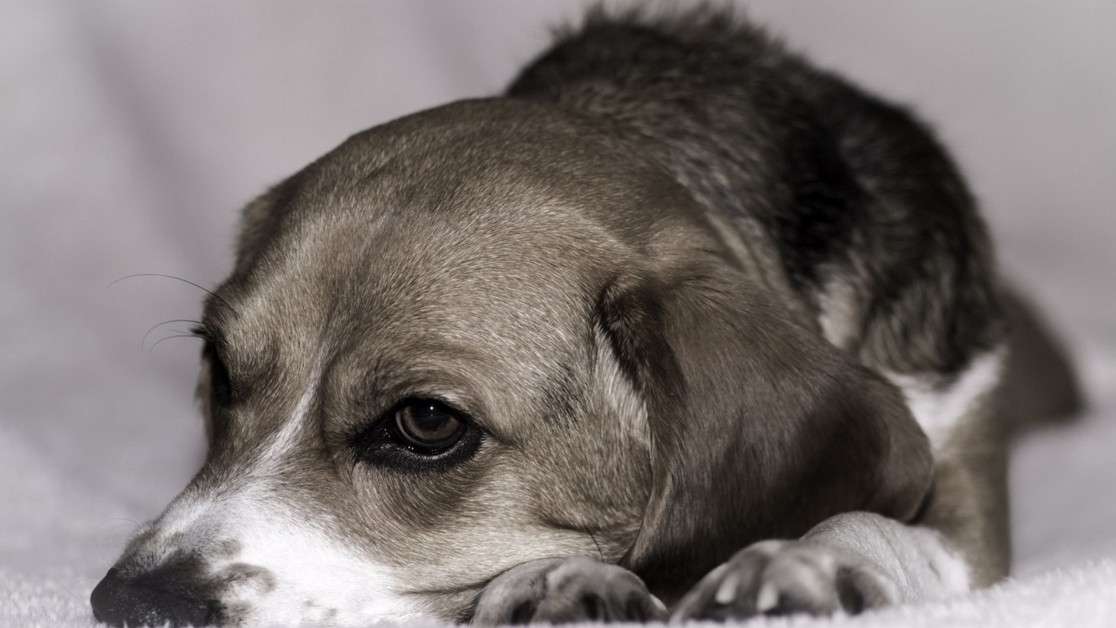 1920x1080 px, 動物, 可愛い, 犬, 犬, フレンドリーな, 子犬