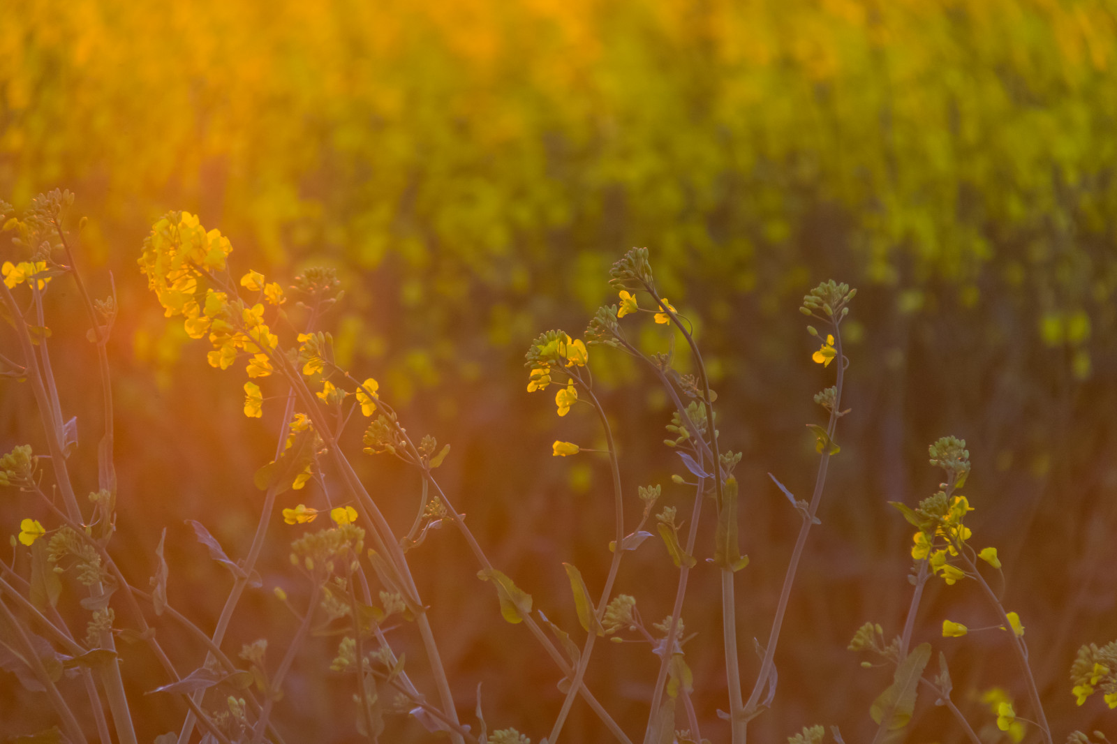 slunečnímu záření, krajina, západ slunce, Příroda, tráva, pole, fotografování, žlutý, ráno, pyl, řepkového, podzim, list, květ, rostlina, flóra, solnedg ng, venkov, landsbygd, nárazy, f lt, s dersl tt, landskap, řepka, rapefield, louka, divoká rostlina, prérie, počítač tapeta, suchozemská rostlina, kvetoucí rostlina, zblízka, makro fotografie, tráva rodina, závod stonek, daisy rodina