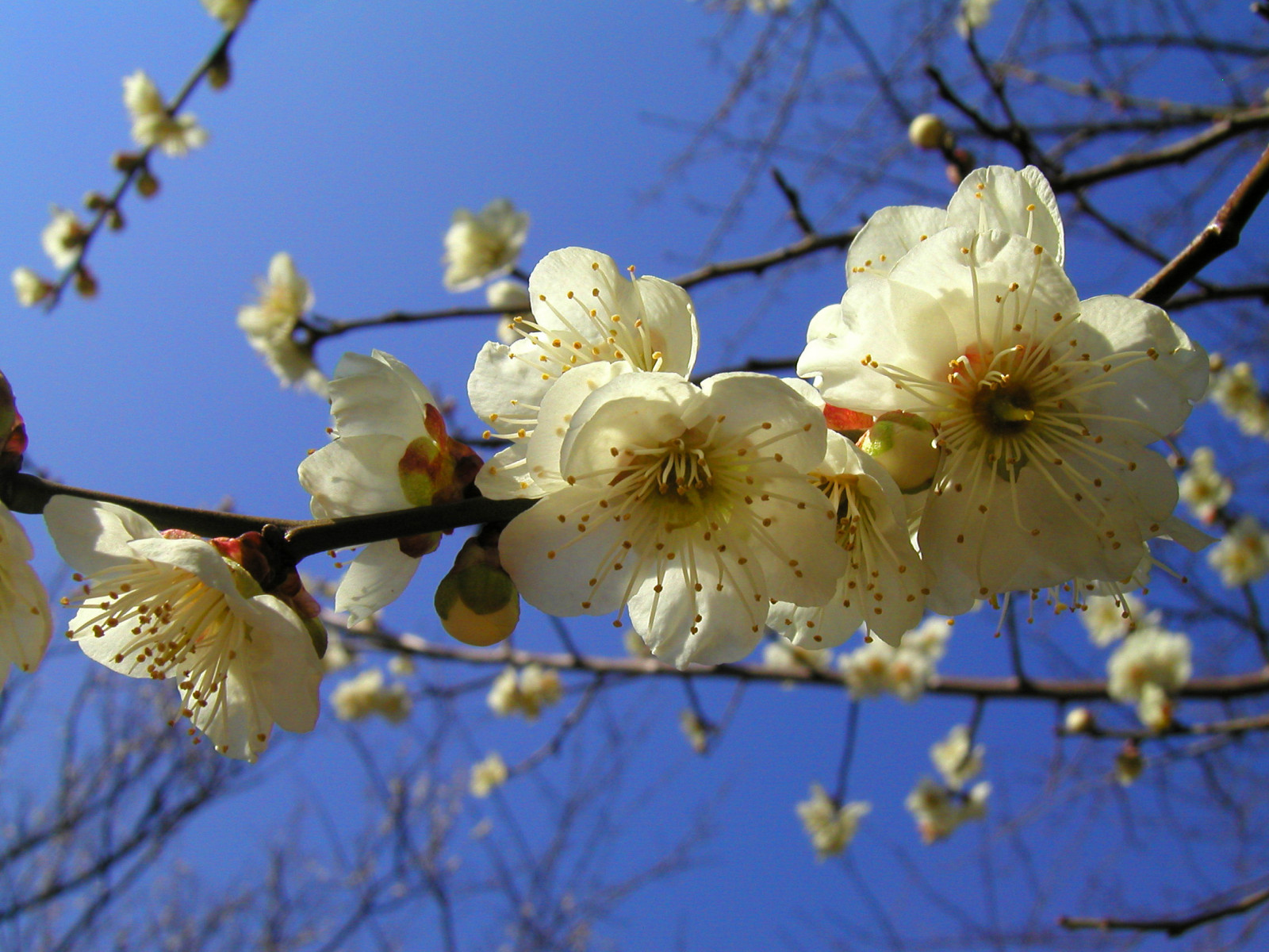 แสงแดด, สีขาว, ท้องฟ้า, จอด, สาขา, สีน้ำเงิน, ดอกซากุระ, เบ่งบาน, ฤดูใบไม้ผลิ, ต้นไม้, ดอกไม้, ปลูก, พลัม, อุม, พืช, กลีบดอก, japaneseapricot, abigfave, ความประทับใจ, กิ่งไม้, วอลล์เปเปอร์คอมพิวเตอร์, พืชดอก, ต้นกำเนิด, thebiggestgroup, japaneseplum, prunus, umeapricot