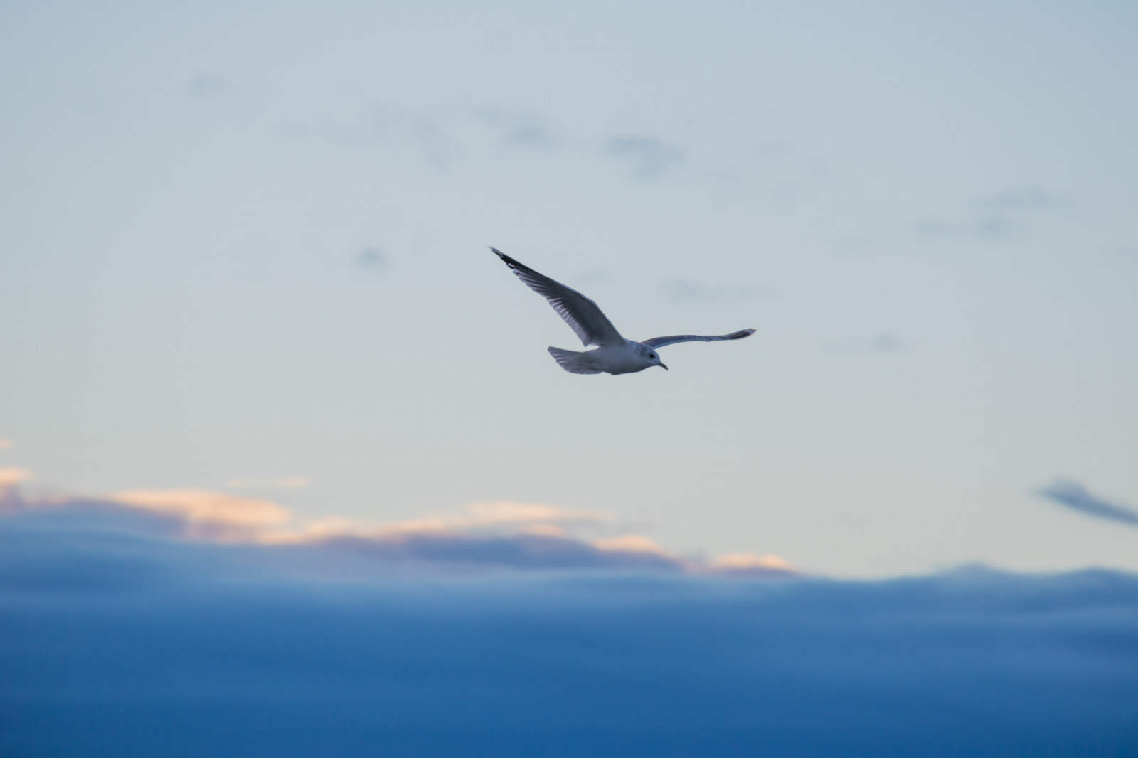 moře, nebe, sníh, zima, vozidlo, letoun, letadlo, Let, mrak, pták, nebe, sn, Vinter, hav, f gel, letectví, přírodní rezervace, Naturreservat, Falsterbo, m kl ppen, mořský pták, křídlo, Atmosféra Země, dopravní letoun linkový
