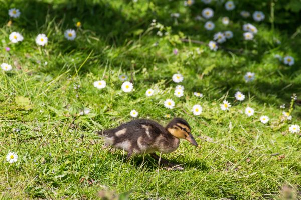 nature,grass,green,wildlife,garden,duck