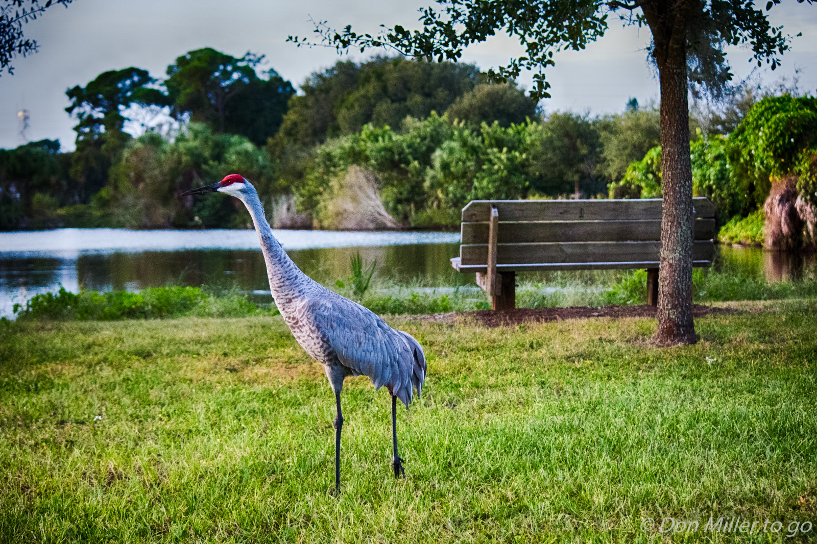 ptactvo, Příroda, park, venku, Volně žijících živočichů, hospodařit, zoologická zahrada, Florida, pták, D810, pozorování ptáků, venicerookery, hnízdiště ptáků, sandhillcrane, fauna, nelétavý pták, běžců