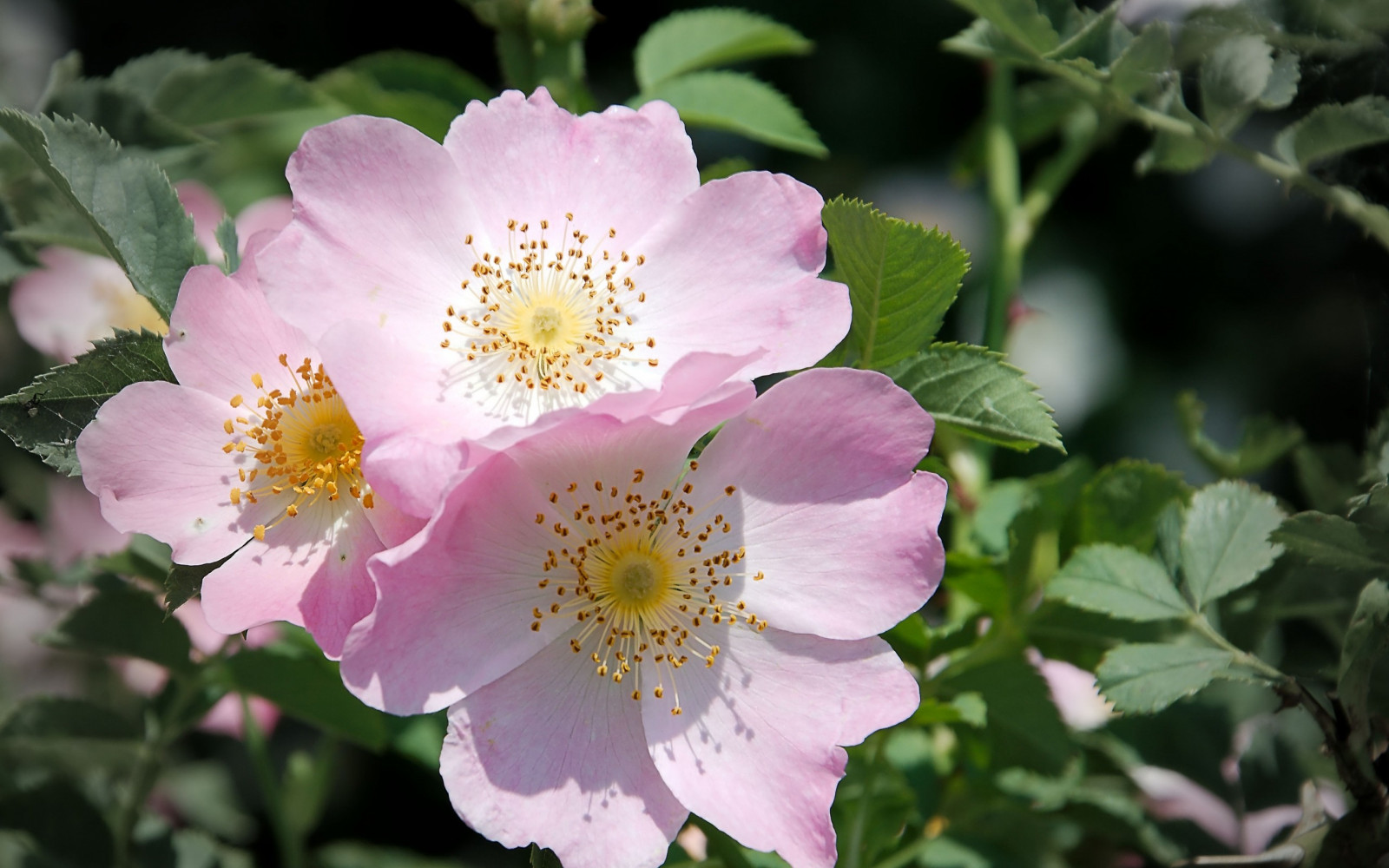 fiori, piante, rosa, fiorire, fiore, pianta, flora, petalo, botanica, impianto di terra, pianta fiorita, fotografia macro, rose da giardino, famiglia di rosa, ordine di rosa, floribunda, Rosa centifolia, Rosa gallica, Rosa rugosa, Rosa rubiginosa, Rosa wichuraiana, Rose d'india, rosa canina, pimpinella rosa, multiflora rosa