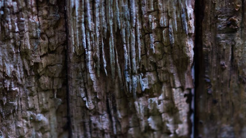 nature, wood, branch, forest, photography, macro nature, wood, branch, forest, photography, macro