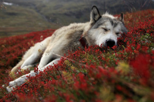 狼 デスクトップ壁紙 デスクトップ壁紙 Wallhere