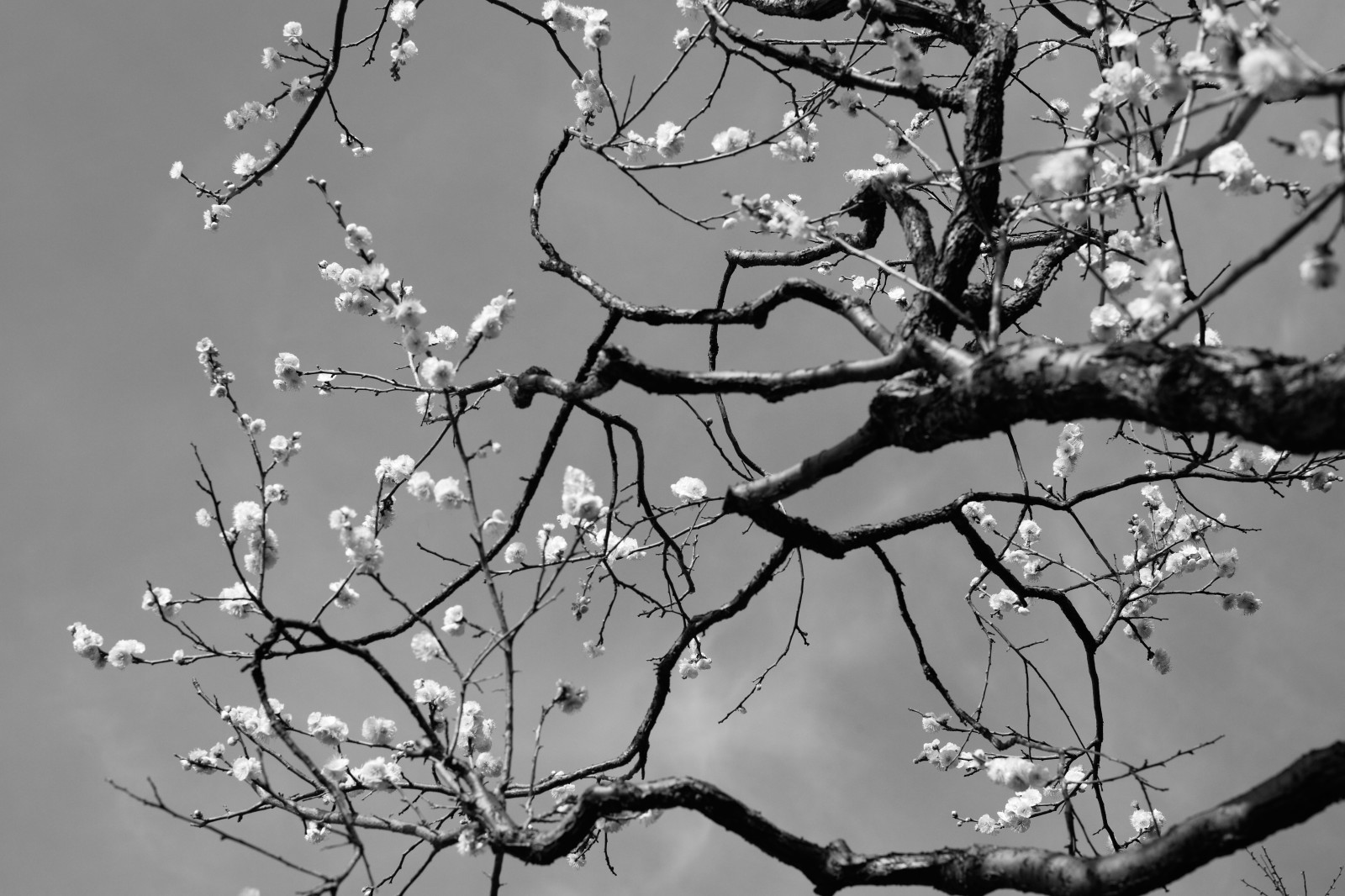 Japonsko, bílý, Černá, černobílý, Příroda, sníh, zima, větev, led, mráz, květ, jaro, Leica, Tokio, zmrazení, M, strom, list, květ, rostlina, sezóna, tělesné, UME, flóra, Zeiss, carlzeiss, ikegamibaien, Ikegami, japaneseapricot, leicam, typ240, planární, planar250zm, větvička, Černý a bílý, monochromatické fotografování, botanika, dřevina, závod stonek