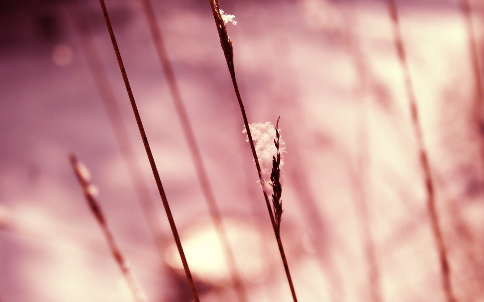 slunečnímu záření, Příroda, Červené, rostliny, fotografování, makro, větev, růžový, jaro, zmrazení, světlo, barva, list, květ, rostlina, sezóna, čára, okvětní lístek, 2560x1600 px, zblízka, makro fotografie, vlhkost