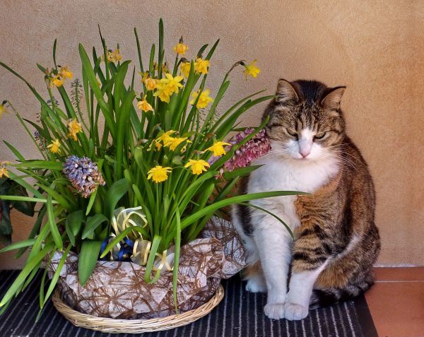 cat,fiori,gatto,micio,cornuda,composizionefiori