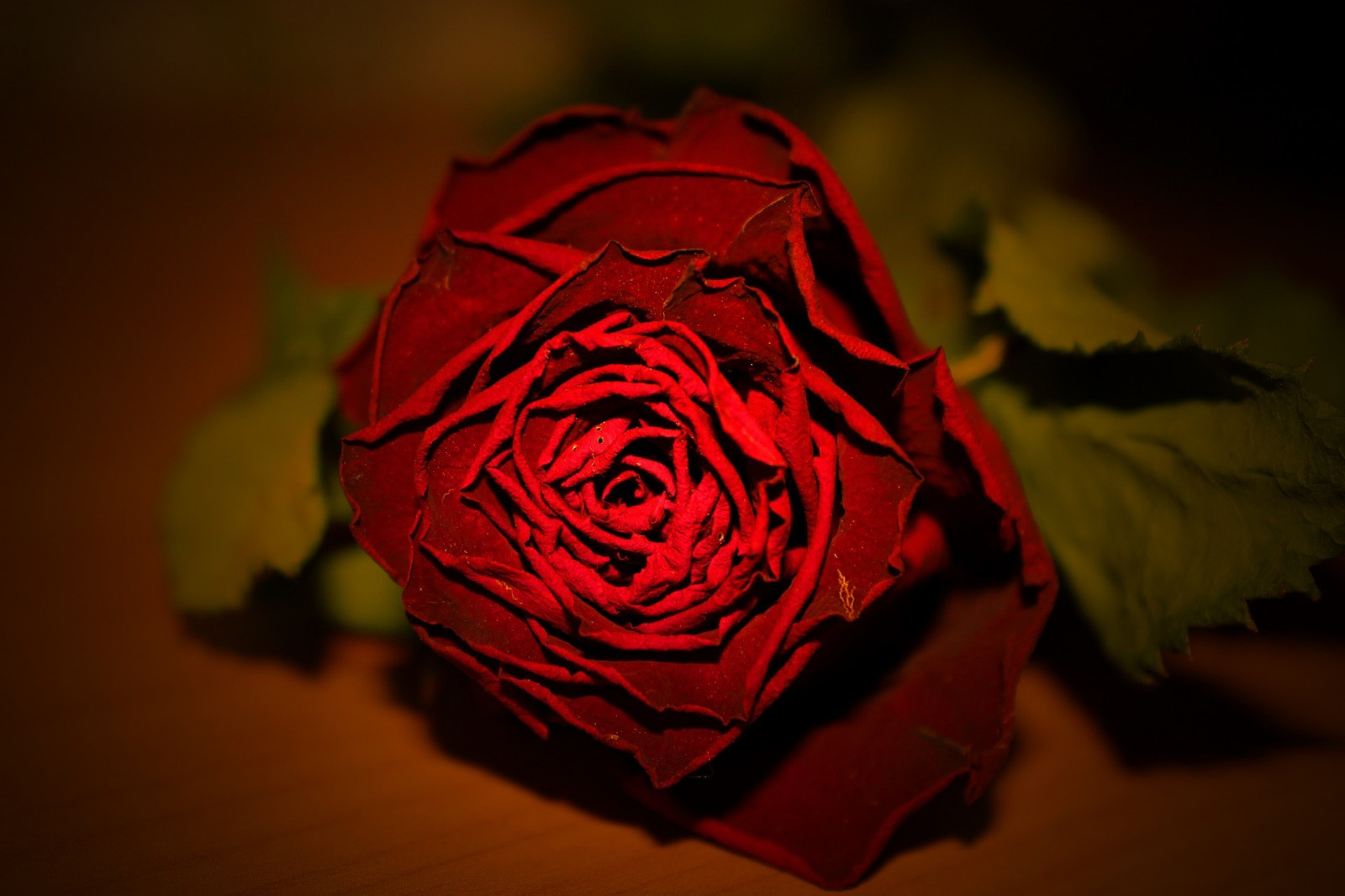 Černá, milovat, Červené, fotografování, zelená, žlutý, růže, růžový, světlo, barva, list, květ, rostlina, tma, okvětní lístek, suchozemská rostlina, kvetoucí rostlina, orgán, zblízka, makro fotografie, zahradní růže, růže rodina